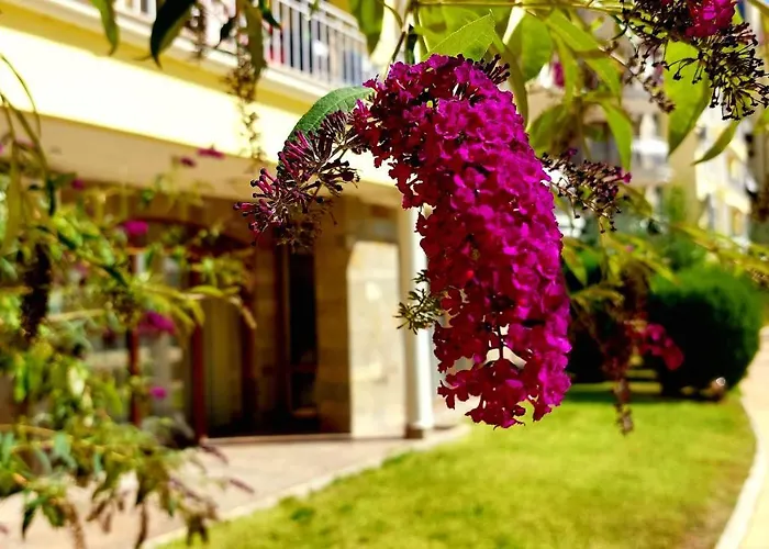 Summer Dreams - Menada