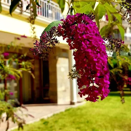 Summer Dreams - Menada